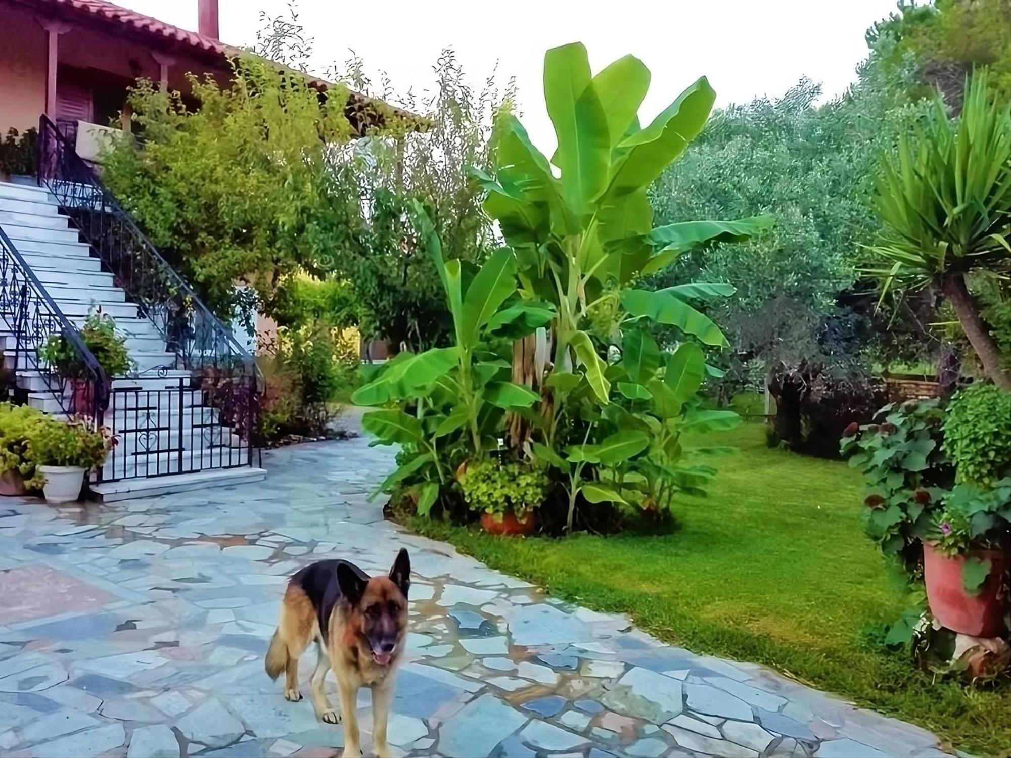 Cottage House,With Big Garden & Lawn Amaliada 외부 사진